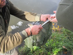 Helmut Hofko mit Kescher